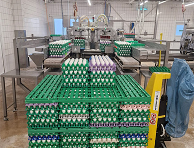 Der Foodproduzent verarbeitet wöchentlich 3,5 Millionen Eier, hier auf dem Weg in die Eieraufschlagmaschine