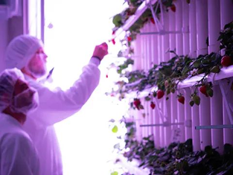 Vertical Farming